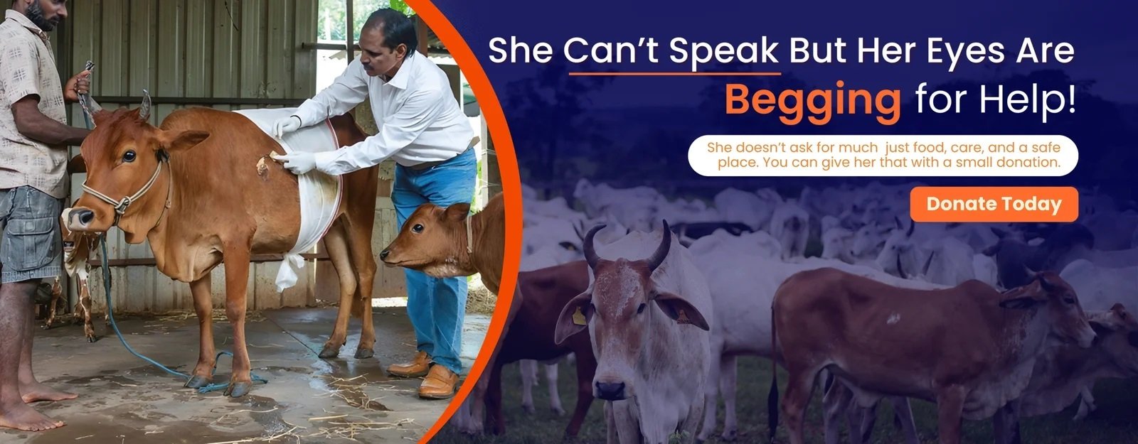 Cow Donation for Starving Gau Mata | Sanatan Ekta