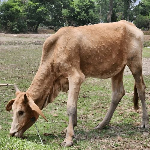 WhatsApp Image 2025-06-05 at 17.33.06 (1)