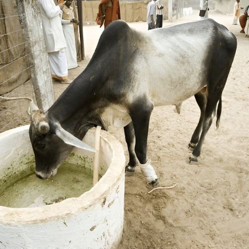 WhatsApp Image 2025-06-05 at 17.33.06 (3)