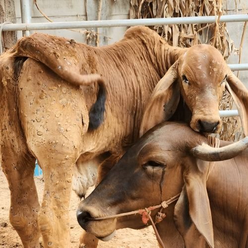 WhatsApp Image 2025-06-05 at 17.33.06 (4)