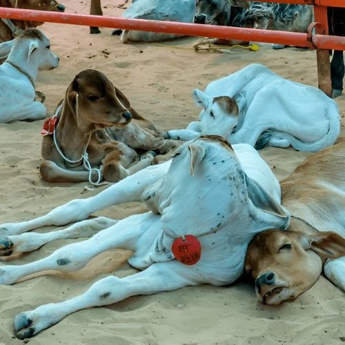 WhatsApp Image 2025-06-05 at 17.33.06