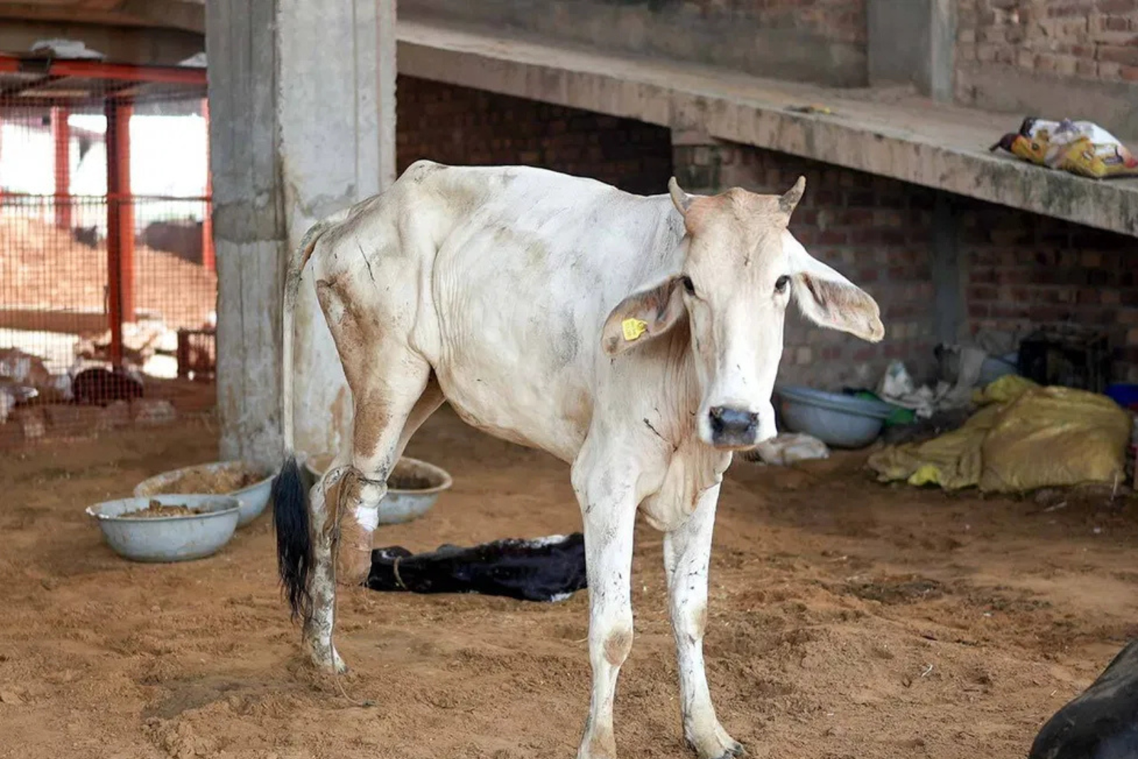 adopt calf for 1 month