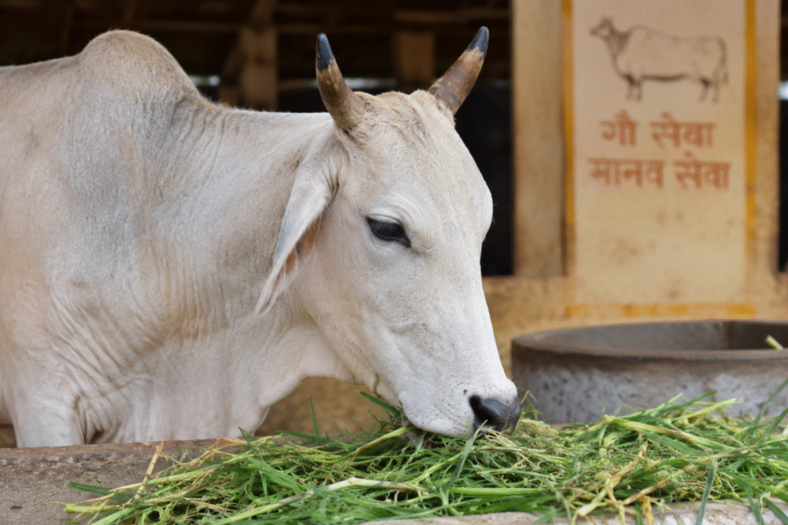 nandi sewa