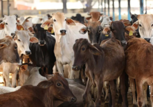 feed 20 cows