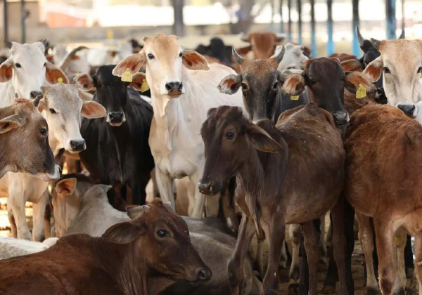 feed 20 cows