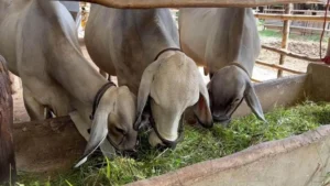green fodder