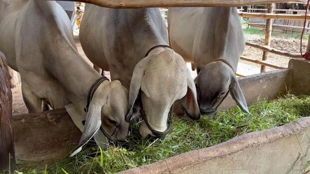 green fodder