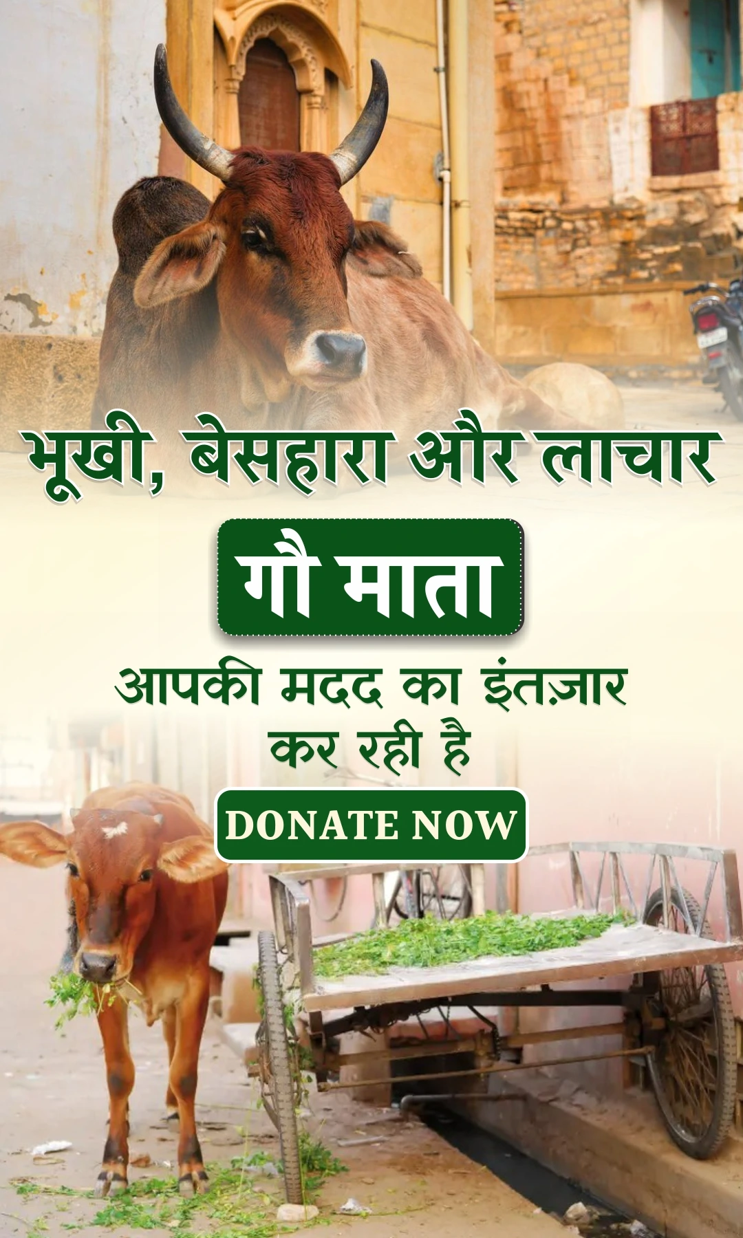 cow banner mobile