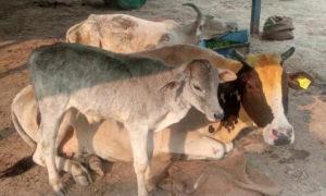adopt cow for 1 month